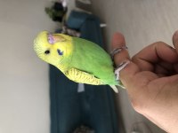 EŞYALARIYLA ERKEK MUHABBET KUŞU