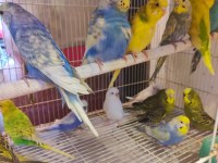 Jumbo kuşlar