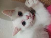 British Shorthair Boncuk Gözlüme Yuva Arıyoruz