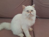 Kar Beyaz Prens İran Kedisi