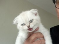 Dişi scottish fold yavru