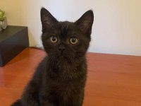 Oyuncu sevecen 3 aylık yavru british shorthair