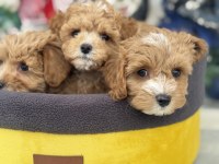 Çok özel yeni gelen kore maltipoo yavrularımız