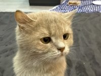 British Shorthair Yavrumuza Yuva Aranıyor