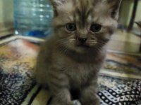 2 Buçuk Aylık British Yavrular