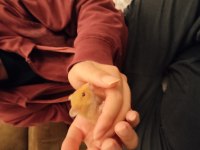 Çok Tatlı ve Ele Alışık Minnak Hamsterler