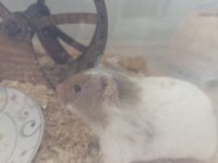 Minik hamster bebeğime yeni yuva