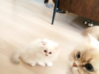 British shorthair yavrular