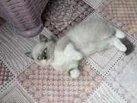 British Shorthair Blue Point