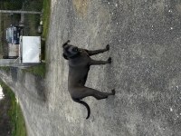 9 AYLIK SAFKAN CANE CORSO DİŞİ KISIRLAŞTIRMA YAPILMADI