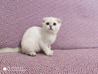 Kaliteli Rus kedileri British Shorthair