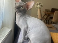 3 aylik Sphynx