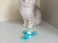 2 aylık british shorthair cinsi kediler