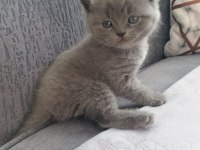 Sevimli british shorthair patiler
