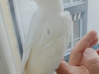 Albino heavy full evcil sultan papağanı