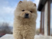 Chow chow köpeğimiz