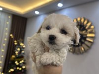 0 numara maltese terrier