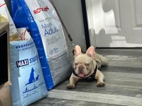 Aslan parçası kimbo fluffy L4 carrier