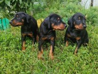 Sağlam doberman yavrular