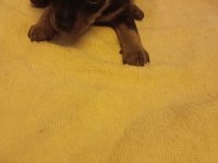 Minyatür Pinscher Yavruları Dişi Erkek