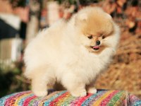 Şecereli Irk Garantili Pomeranian Boo Teddy Bear