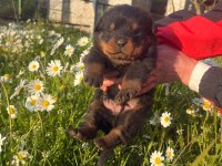 Tecrübeli Aileler İçin Asil ve Sadık Rottweiler Yavrular