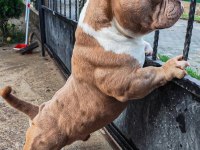 Erkek köpeğimiz pixell