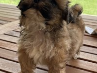 Shih-tzu 81 ile gönderim mevcuttur