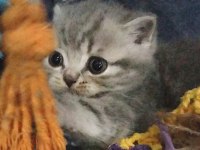 Daha tatlısı british shorthair yok 2 nisan doğumlu dişi