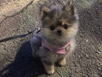 Pomeranian Boo Uyguna