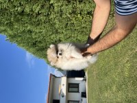 AYI SURAT POMERANİAN BOO KALİTELİ YAVRULAR