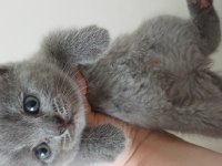Scottish fold yavrular teslime hazır