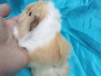 Yeni guinea pig yavrularımızı görmeden Karar vermeyin