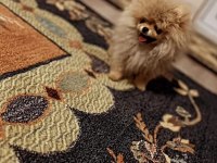 Orijinal Pomeranian