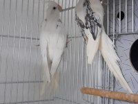 Hazır Heawy Takım Sultan Papağanı