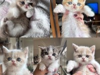 Harika Exotic Shorthair Bebekler