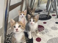 Acil gececi kalıcı yuva arıyorlar sokağa bırakıldı kediler