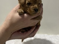 Apricot renk dişi erkek tam toy poodle yavrular