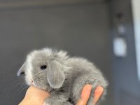 HOLLANDA LOP TAVŞANLARI