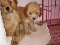 Oyuncu bebislerim yeni ailelerini bekliyor maltipoo