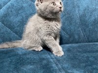 Dünyalar tatlısı british shorthair yavrularımız