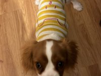 5 aylık cavalier king charles köpeğimiz