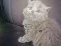 Scottish fold yavru Antalya