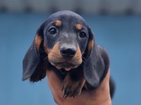 Yurtdışından dachshund yavrular