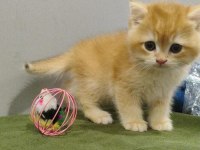 British golden shorthair yavrular