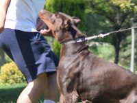 A kalite iri döşlü doberman yavru