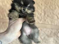 Pomeranian black tan