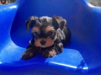 Bakmadan geçme sıfır beden yorkshire terrier