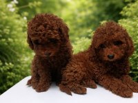 Tatlı Poodle kopeklerim