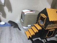 British fold yavrumuz 60 günlük erkek oyuncu uysal acil